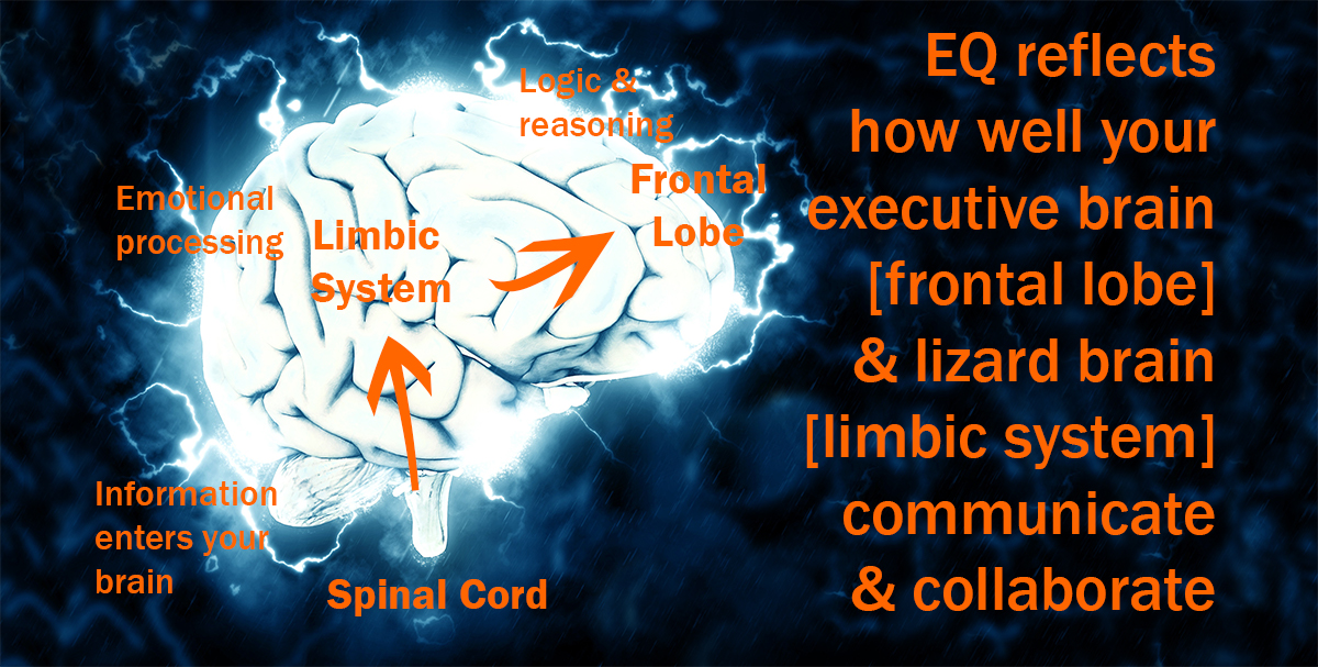 EQ reflects the quality of your limbic system’s interaction with your frontal lobe. Illustration by Diana K. Anderson using ‘Electric Brain’ image by Pete Linforth (Pixabay).