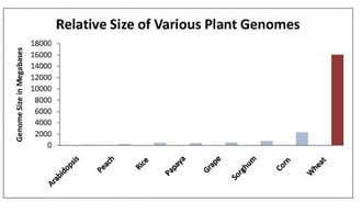 plant-genome-chart-530x311